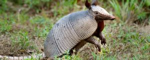 armadillo